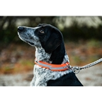 Hunt DOG COLLAR made from BETA BIOTHANE with REFLECTIVE DAY-GLO