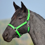 LIME GREEN HALTER & LEAD made from BETA BIOTHANE (Solid Colored)