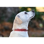 betabiothanecolors SPOTTED Beta Biothane Dog Collar