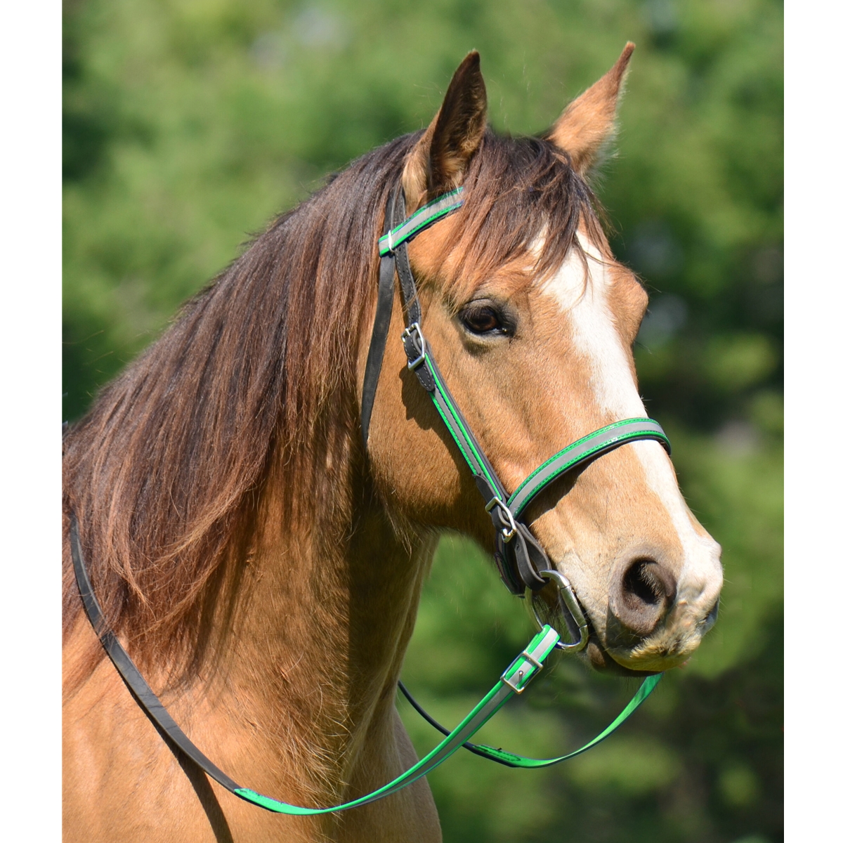Picnic Bridle or Simple Halter Bridle For Horse Two Horse Tack