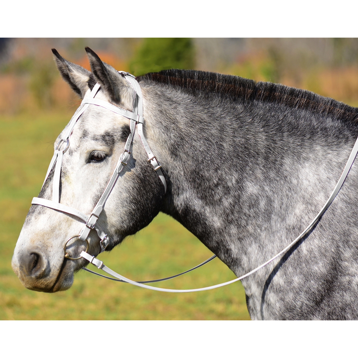 Get White Medieval Bridle Horses Online Two Horse Tack