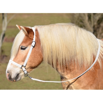 WHITE GROOMING HALTER & LEAD made from BETA BIOTHANE
