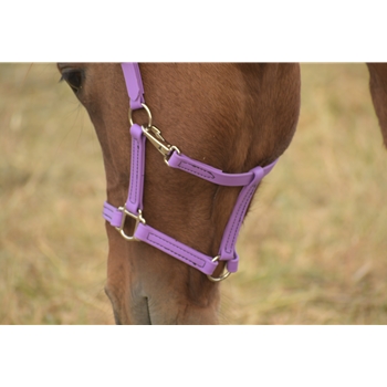 Buy A Orchid Purple Beta Biothane Halter at Two Horse Tack