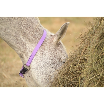 Orchid Beta Biothane Turnout Neck Collar for Horses