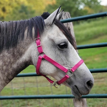 Buy A Raspberry Pink Beta Biothane Halter at Two Horse Tack