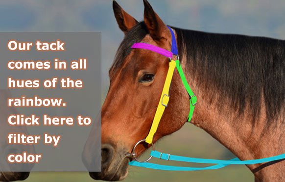 horse wears a rainbow tack