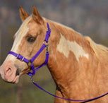 A horse wears a buckle nose safety halter