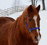 A horse wears a Turnout HALTER & LEAD