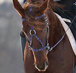 A horse wears a MEDIEVAL BAROQUE WAR or PARADE BRIDLE