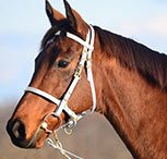 A horse wears a Traditional HALTER BRIDLE with BIT HANGERS