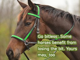 a horse wear a bitless-bridles