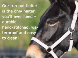 a horse wear a turnout halter