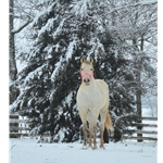 Two Horse Tack Gift Cards