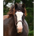 ENGLISH HUNT BRIDLE