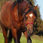 ENGLISH BRIDLE made from Beta Biothane