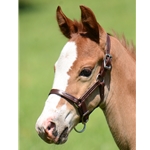 FOAL HALTER