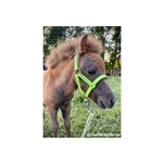 FIGURE 8 Style FOAL/MINI HALTERS