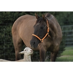 Mango Orange Tack