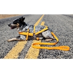 LEASHES, LEADS & LONG LINES