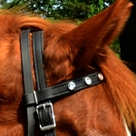 BROWBANDS