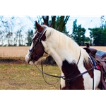 brown BETA BIOTHANE Sidepull Bitless Bridle