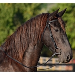 blackleather LEATHER Australian Barcoo Outrider Aussie Bridle