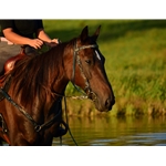 greencamo CAMOUFLAGE Western Bridle with Full Browband