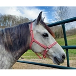 Any Color REFLECTIVE Turnout Halter made with Beta Biothane and Reflective Overlay