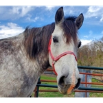 orangeoverlay REFLECTIVE Beta Biothane Turnout Halter