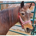 blackoverlay  REFLECTIVE Turnout Halter