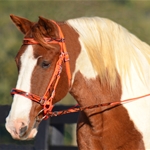 HALTER BRIDLE with BIT HANGERS with CAMOUFLAGE Biothane