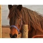Apple Green Beta Biothane Halter - Any Size, Any Style