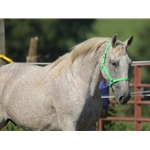 Apple Green Beta Biothane Halter - Any Size, Any Style