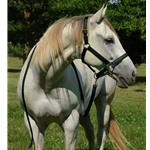 Apple Green Beta Biothane Halter - Any Size, Any Style