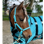 Apple Green Beta Biothane Halter - Any Size, Any Style
