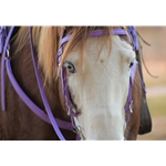 Horse Size Beta Biothane Bridle - Your Choice on Style