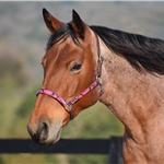 pinkcamo CAMOUFLAGE Quick Change Halter Bridle with Snap on Browband