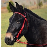 MULE BRIDLE made from BETA BIOTHANE