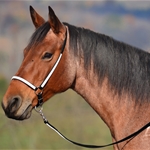 yellowoverlay(bright/canary) BETA BIOTHANE with OVERLAY Grooming Halter