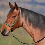 betabiothanecolors BETA BIOTHANE with OVERLAY Grooming Halter