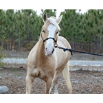 TRAINING STIFF Rope Halter