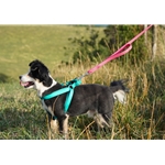 Beta Biothane Dog Leash with Traffic Handle
