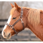 Buckle Nose Safety HALTER & LEAD made from LEATHER