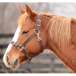 blackleather  LEATHER Buckle Nose Safety Halter