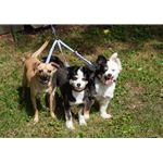 ***WHOLESALE*** ADJUSTABLE BIOTHANE - Leash Coupler
