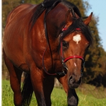 red (candy/bright)overlay  BETA BIOTHANE with OVERLAY English Convert-A-Bridle 