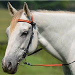 orange(bright/hunters/blaze)overlay BETA BIOTHANE with OVERLAY Western Bridle with Snap on Browband 