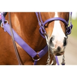 white Traditional HALTER BRIDLE with BIT HANGERS made from BETA BIOTHANE (Solid Colored)