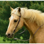 black SPOTTED Beta Biothane Western Bridle (One or Two Ear Split Ear Browband)