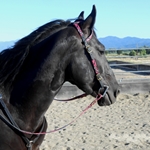 pinkcamouflageoverlay CAMOUFLAGE Western Bridle (One or Two Ear Split Ear Browband)